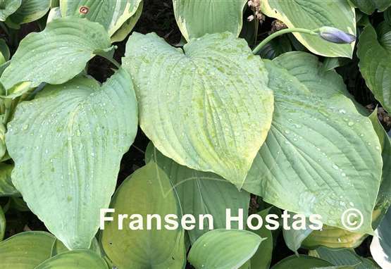Hosta Arch Duke