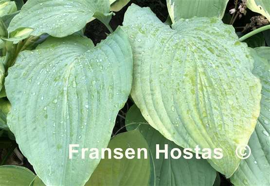 Hosta Arch Duke