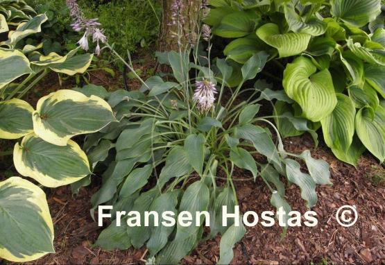 Hosta Arctic Blast