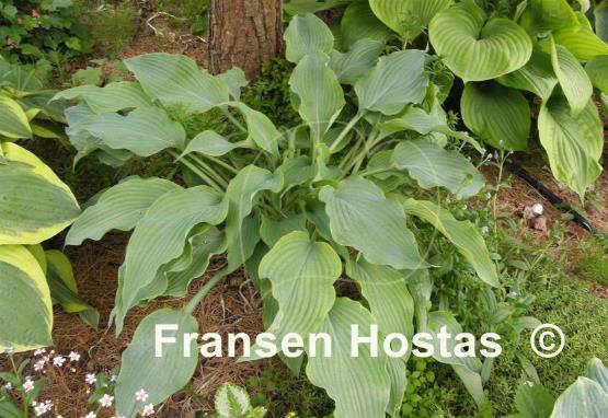 Hosta Arctic Blast