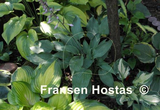 Hosta Arctic Blast