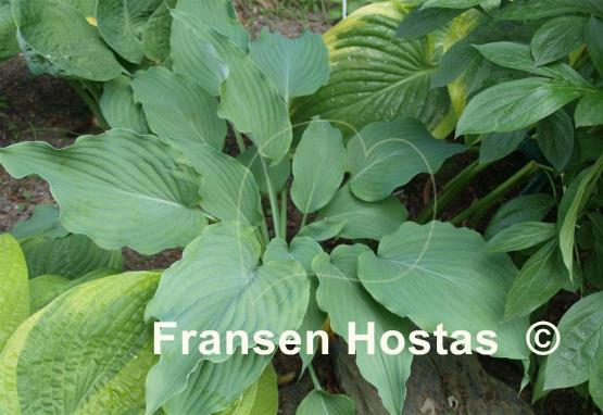 Hosta Arctic Blast