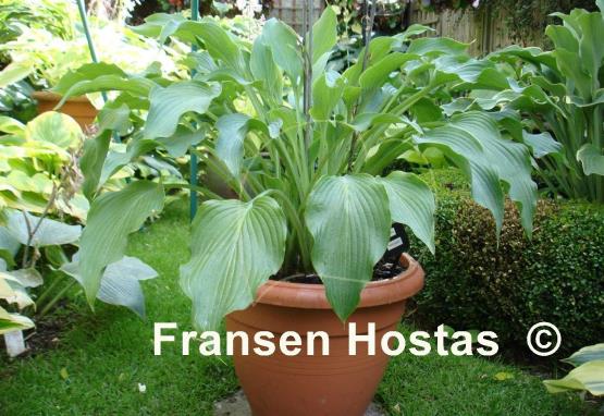 Hosta Arctic Blast