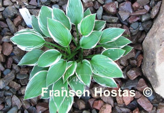 Hosta Arctic Circle