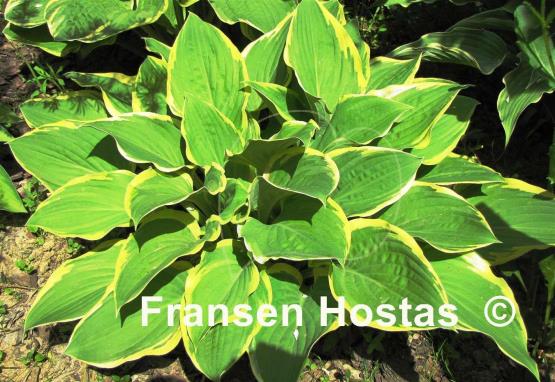 Hosta Arctic Circle