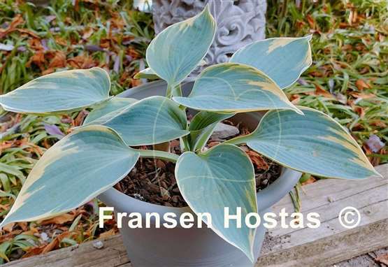 Hosta Aristocrat