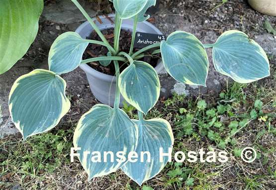 Hosta Aristocrat