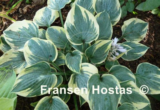 Hosta Aristocrat
