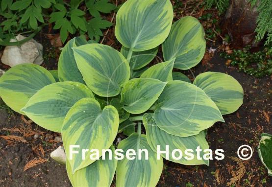 Hosta Aristocrat