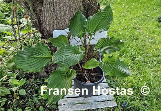 Hosta Armani