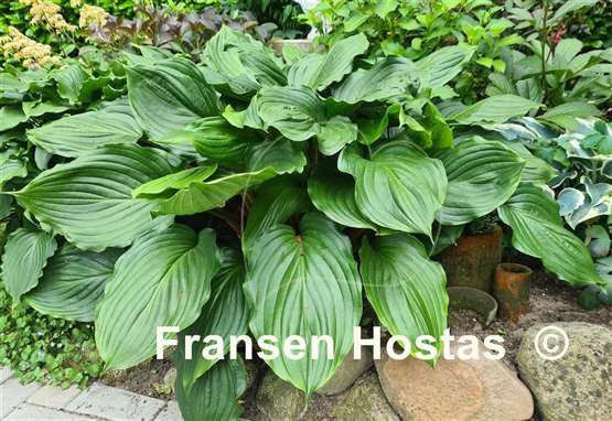 Hosta Armani