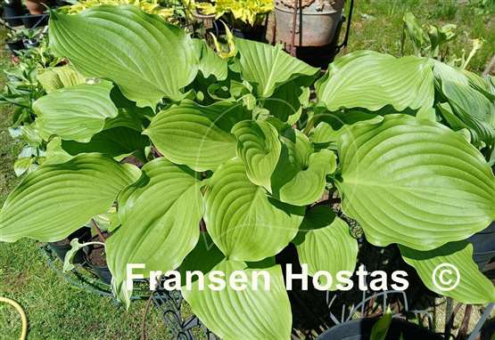 Hosta Armani