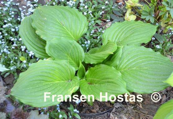 Hosta Armani
