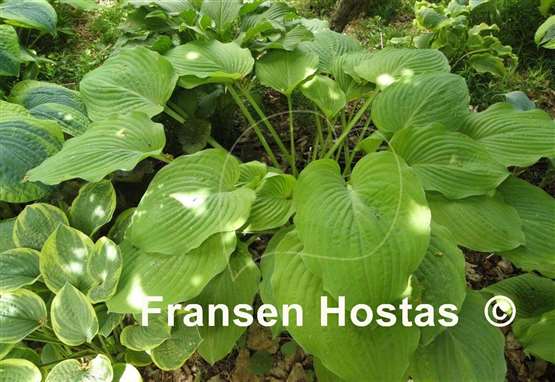 Hosta Arnold Black