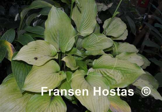 Hosta Arnold Black