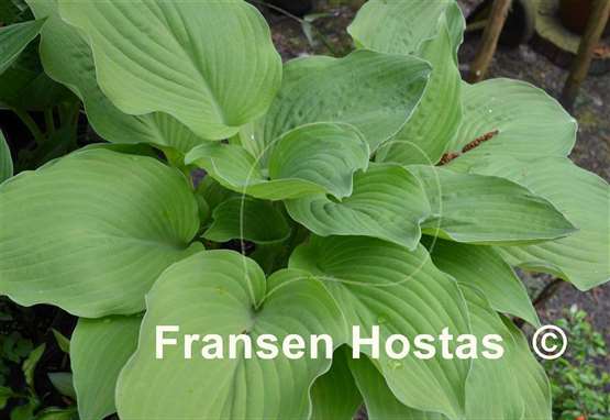 Hosta Arnold Black