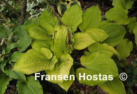 Hosta Arnold Black