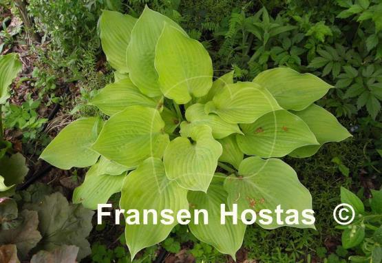Hosta Arnold Black