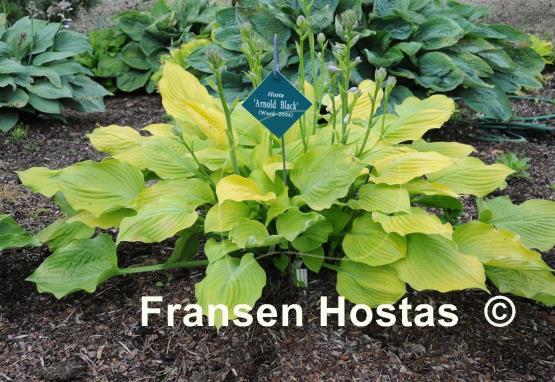 Hosta Arnold Black