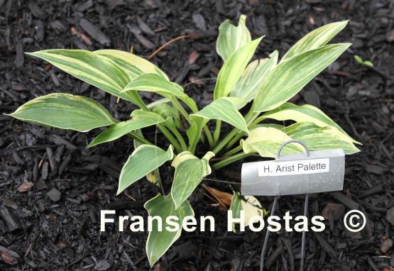 Hosta Artist's Palette