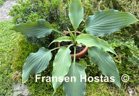 Hosta Asian Splash Mountain
