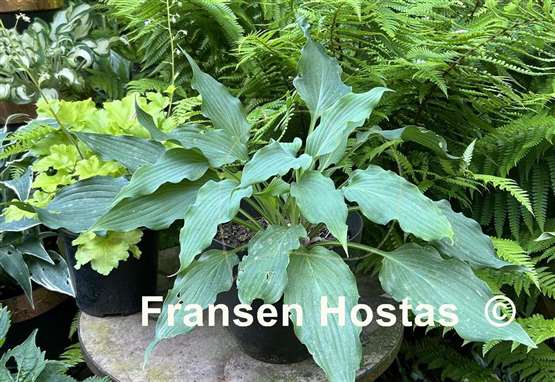 Hosta Asian Splash Mountain