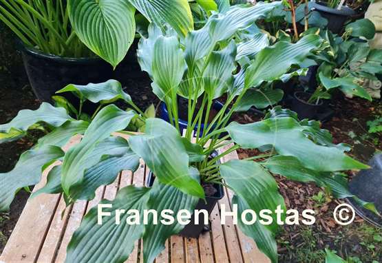 Hosta Asian Splash Mountain