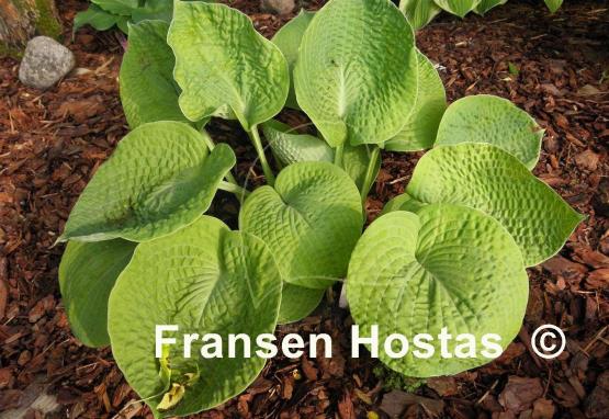 Hosta Aspen Gold
