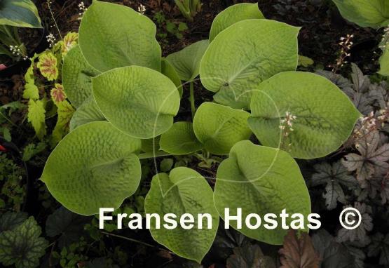 Hosta Aspen Gold