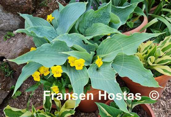 Hosta Astral Bliss