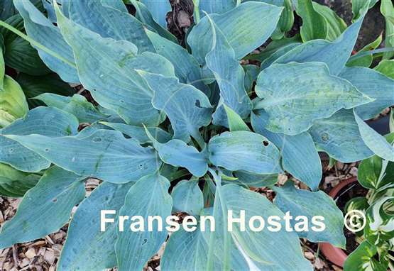 Hosta Astral Bliss