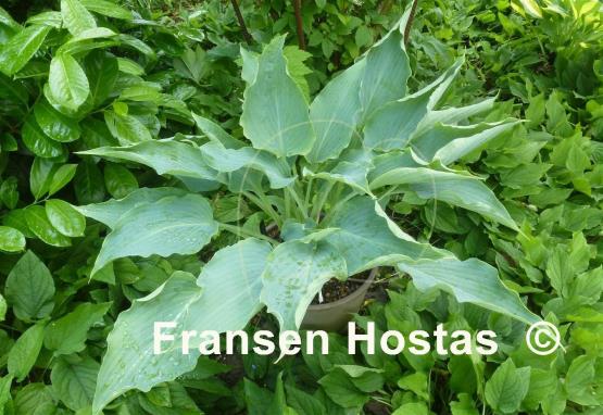 Hosta Astral Bliss