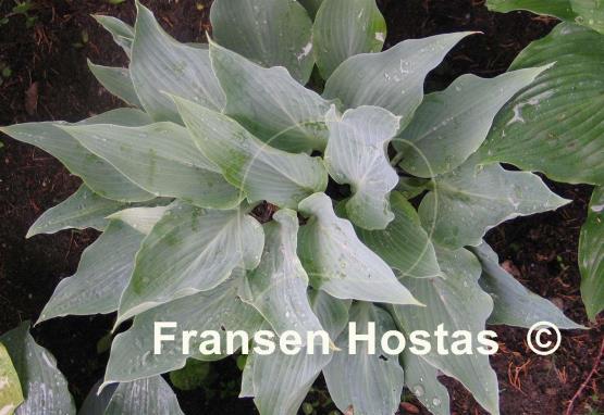 Hosta Astral Bliss