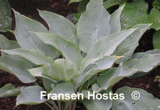 Hosta Astral Bliss