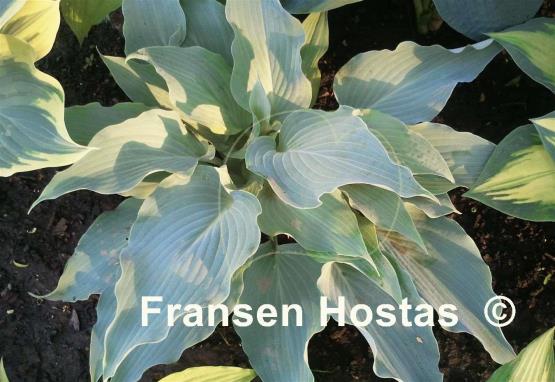 Hosta Astral Bliss