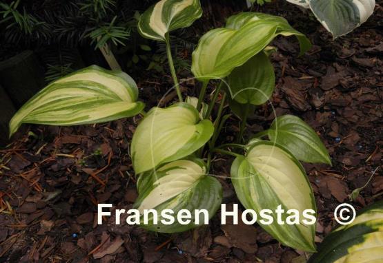 Hosta Athena
