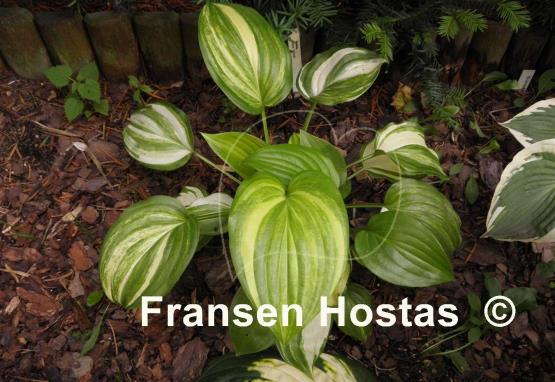 Hosta Athena