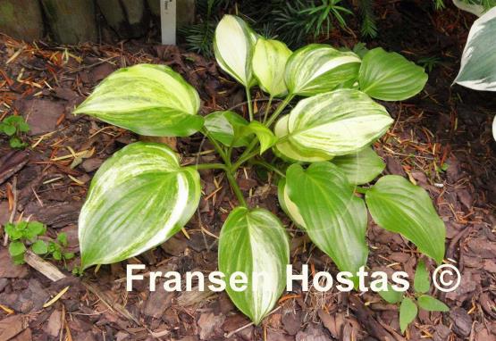 Hosta Athena
