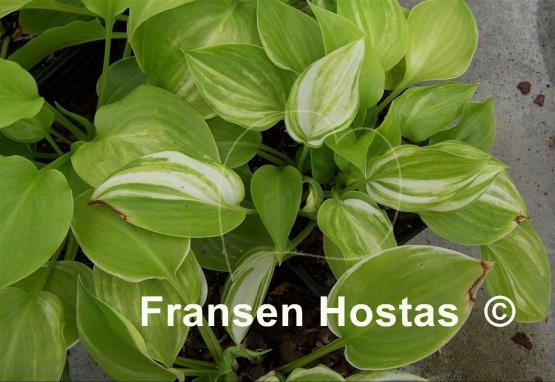 Hosta Athena
