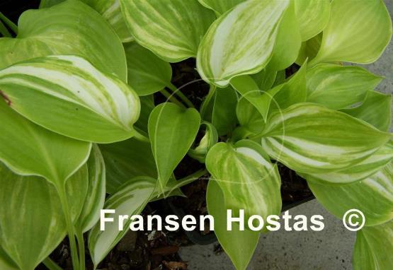 Hosta Athena