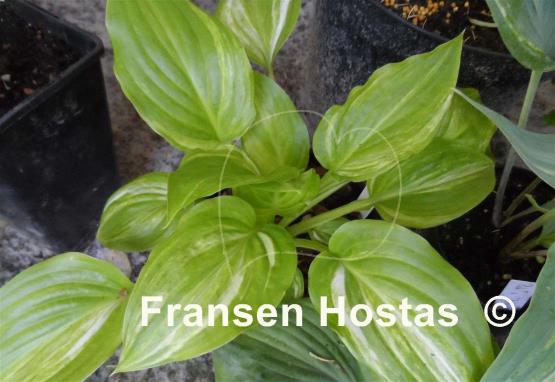 Hosta Athena