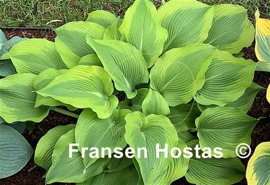 Hosta Atlantis