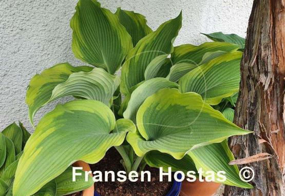 Hosta Atlantis