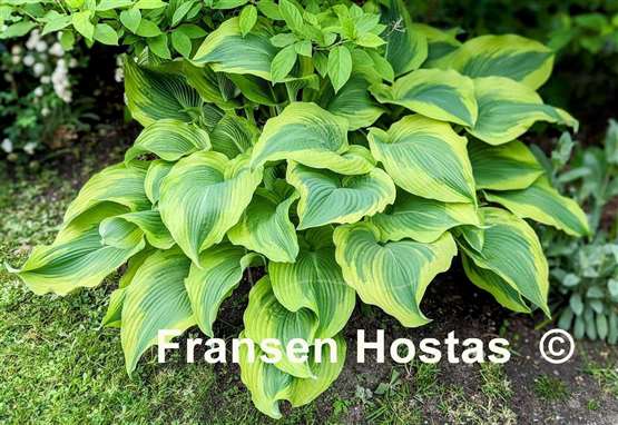 Hosta Atlantis