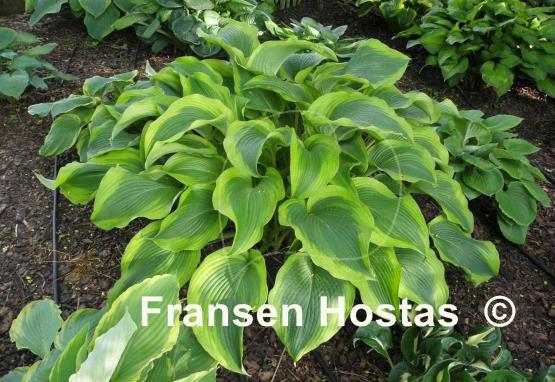 Hosta Atlantis