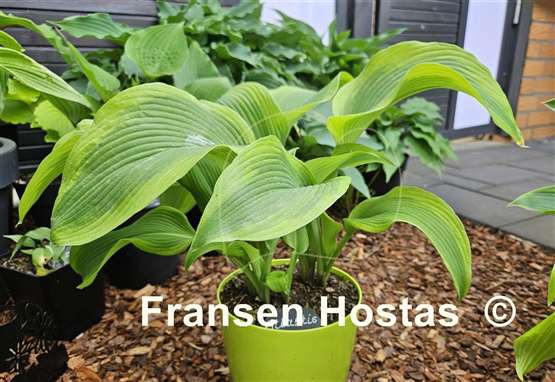 Hosta Atlantis