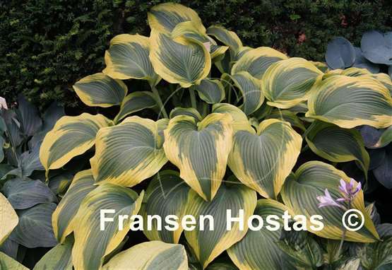 Hosta Atlantis