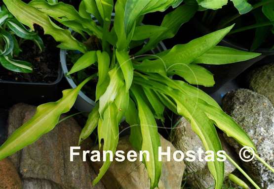 Hosta Atom Smasher