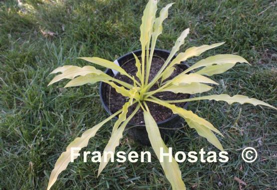 Hosta Atom Smasher