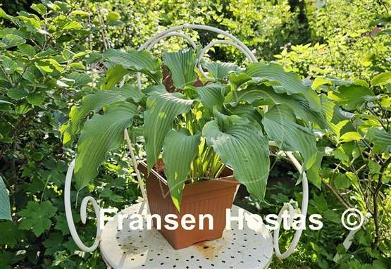 Hosta Atomic Elvis